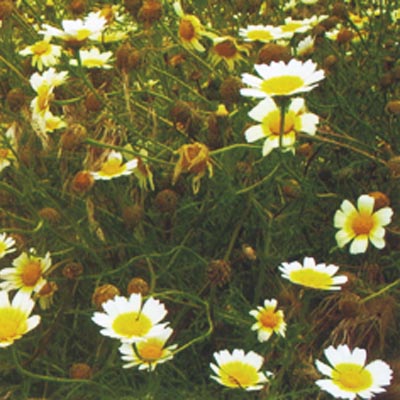 ʾ Chamomile 
PI: