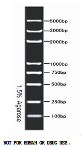 R AL5000 DNA Marker  AL5000 DNA MarkeraƷB 
PI: